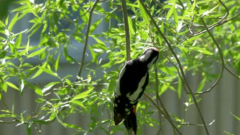Great-spotted-woodpecker-perched-on-lush-branch-tree-pecking-the-bark