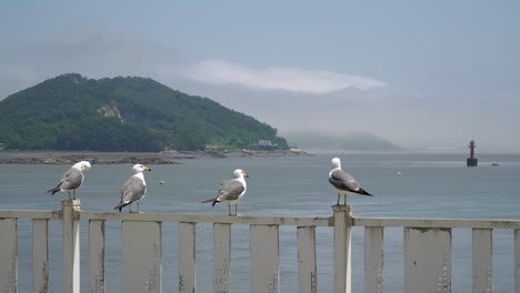 Vier-Schwarzschwanzmöwen-Sitzen-Am-Zaun-Im-Jachthafen-Der-Insel-Ganghwado-In-Südkorea