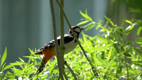 Perched-Great-spotted-woodpecker-on-tree-branch-suddenly-takes-flight
