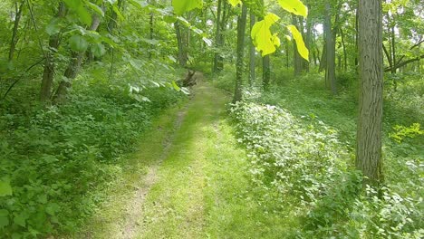 Moving-along-trail-through-a-wooded-area-with-dappled-sunlight
