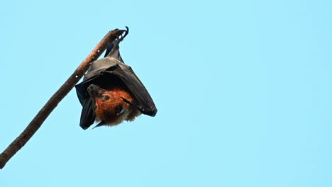 Lyle's-Flying-Fox,-Pteropus-lylei,-Saraburi,-Thailand