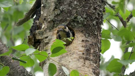 Great-spotted-woodpecker-in-out-of-dug-nest-hole-on-Swedish-Birch-tree