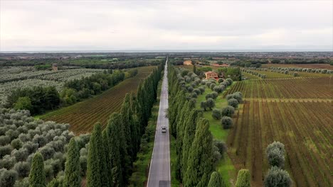 Car-driving-between-cypresses-and-vineyards