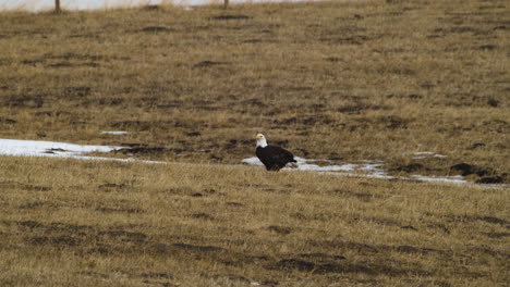 Weißkopfseeadler-Steht-Auf-Dem-Feld-In-Der-Nähe-Von-Waterton,-Alberta,-Kanada---Weitschuss