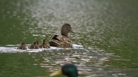 Ducklings-in-single-row-waddle-across-rippling-lake-follow-Mother-Duck
