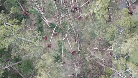 Downward-drone-footage-over-forest-near-Trentham-after-the-storm-event-on-10-June,-2021,-Victoria,-Australia