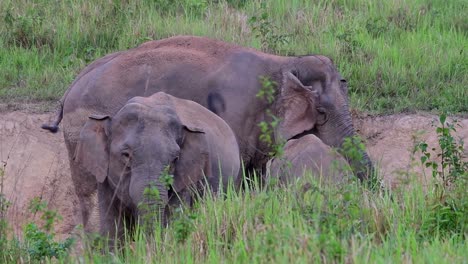 Indian-Elephant,-Elephas-maximus-indicus,-Thailand