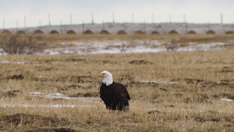 Bald-Eagle-Standing-And-Looking-Around-In-The-Field-Near-Waterton,-Alberta,-Canada---close-up
