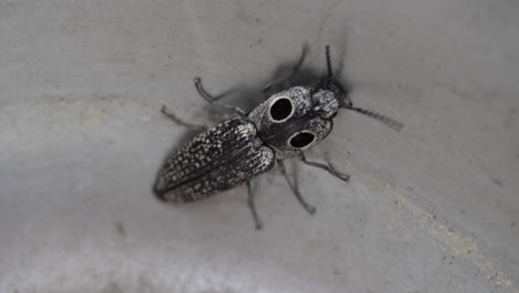 Macro-shot-of-an-eastern-eyed-click-beetle-crawling-around-inside-a-bowl
