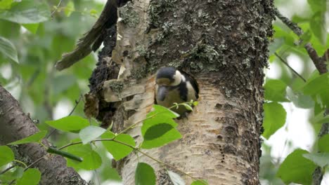 Great-spotted-woodpecker-peeking-from-Birch-tree-excavated-nest-hole