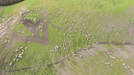 drone-View-of-The-Flock-Of-Sheep
