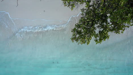 Aerial-Top-down-of-a-white-beach-with-clear-water-and-green-trees