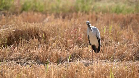 Asian-Openbill-Stork,-Anastomus-oscitans,-Nakhon-Nayok,-Thailand