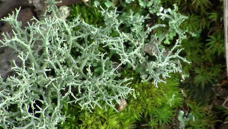 Extreme-close-up-of-reindeer-lichen--and-moss
