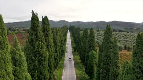 Car-driving-between-cypresses-and-vineyards