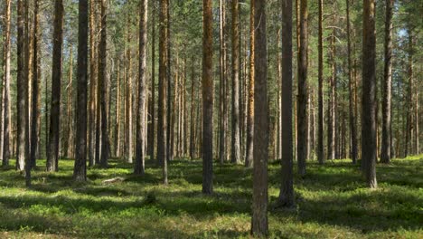 Typical-Swedish-forest,-multiple-pine-trees-during-a-hot-summer-day
