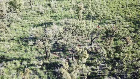 Sich-Langsam-Bewegende-Luftaufnahme-über-Sich-Erholenden-Eukalyptuswäldern-Und-Xanthorrhoe-Bäumen,-Ein-Jahr-Nachdem-Ein-Lauffeuer-Die-Region-Heimgesucht-Hatte