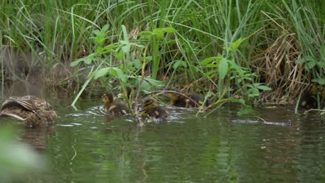 Lost-ducklings-try-to-find-way-out-of-pond-observed-by-mother-duck