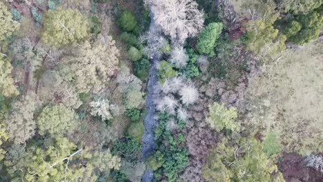 Downward-drone-footage-of-forest-along-the-Coliban-River-upstream-of-Trentham-Falls-after-a-storm-on-10-June,-2021,-Victoria,-Australia