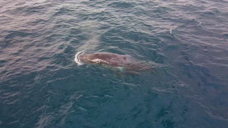 Humpback-Whale-Blowing-And-Swimming-At-Bondi-Beach-Coast---Whale-In-NSW,-Australia