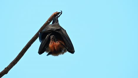 Zorro-Volador-De-Lyle,-Pteropus-Lylei,-Saraburi,-Tailandia