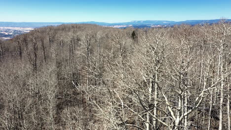 Aerial-View-Of-Bare-Aspen-Woods-In-Dixie-National-Forest-In-Utah,-USA