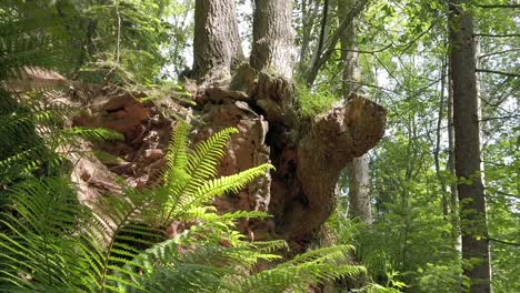 Woodland-tree-trunk-root-on-nature-forest-trail-walk-surrounded-by-fern-leaves