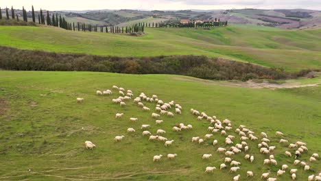 Aerial-footage-of-The-Flock-Of-Sheep