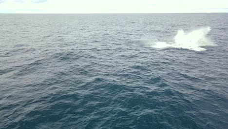 Aerial-View-Of-Humpback-Whale-Breaching-In-Blue-Ocean---Whale-Watching-In-NSW,-Australia