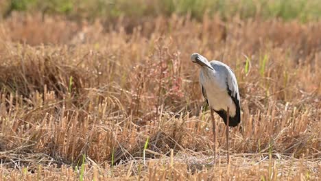 Asian-Openbill-Stork,-Anastomus-oscitans,-Nakhon-Nayok,-Thailand