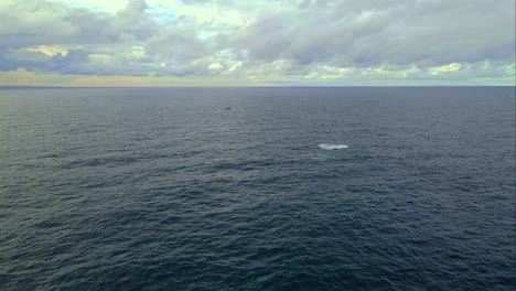 Bondi-Beach-Coast-With-Humpback-Whale-Breaching---Whale-Watching-In-NSW,-Australia