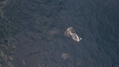 Aerial-View-Of-Baleen-Whale-Swimming-At-Bondi-Beach-Coast-In-NSW,-Australia
