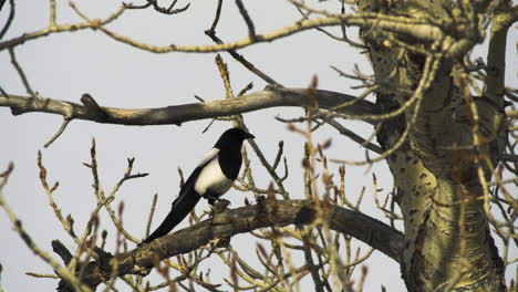 Black-billed-Magpie-Perching-On-The-Tree-Branch-In-The-Forest-In-Canada---close-up