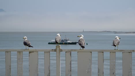 Black-tailed-Gulls-Sit-On-Railguard-By-The-Sea-In-Ganghwa-Island,-South-Korea-With-Boat-On-Surface-In-Background