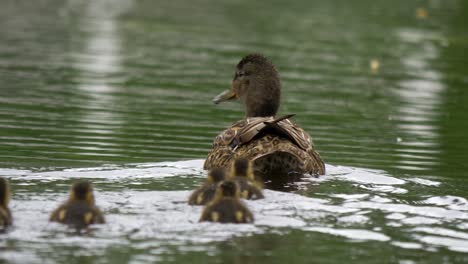 Brown-Mallard-Hen-guiding-young-ducklings-though-rippling-pond-waters
