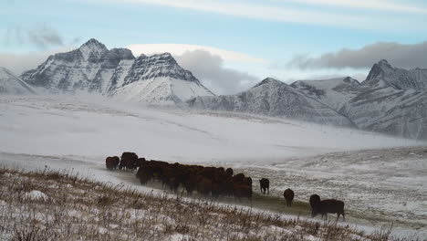 Rebaño-De-Vacas-Pastando-Y-Montañas-Rocosas-En-El-Parque-Nacional-De-Los-Lagos-Waterton,-Alberta,-Canadá-Durante-El-Invierno
