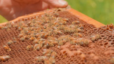 Beekeeper-holding-honey-comb-rack-with-bees,-apiculture-close-up