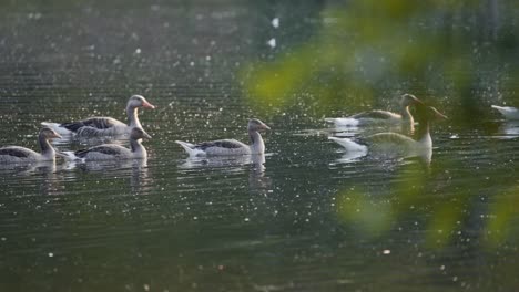 Flock-of-grey-geese-swimming-peacefully-on-lake-in-morning-light