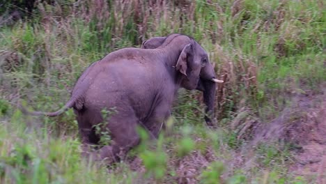 Indischer-Elefant,-Der-Größte-Indische-Elefant,-Thailand