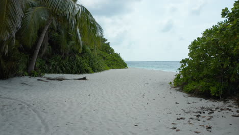 Volando-A-Través-De-Palmeras-Y-Vegetación-Verde-En-Una-Isla-Privada-En-Las-Maldivas