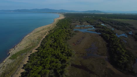 Cinematic-panning-nature-aerial-footage-of-the-savannah-and-lagoon-in-the-pine-tree-forest-at-a-sandy-empty-beach-seaside-in-the-iconic-Maremma-National-Park-in-Tuscany,-Italy-near-Grosseto