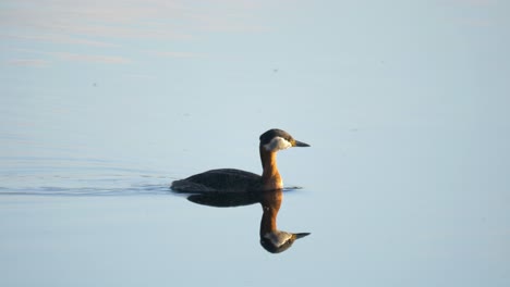 Slow-motion-of-Red-necked-grebe-swimming-during-sunset