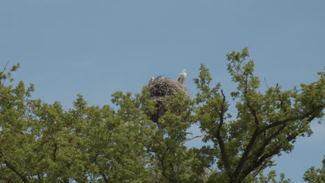 White-stork-looking-down-from-nest-up-in-high-tree