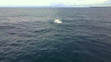 Humpback-Whale-Breaching-And-Splashing-Water-In-Blue-Ocean---Whale-In-Bondi-Beach,-NSW,-Australia