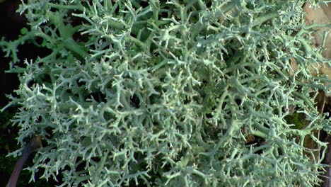 Extreme-close-up-of-reindeer-lichen-
