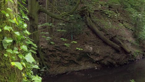 Schattiger-Wald-Bach-Fließender-Wald-Fluss-Rau-Idyllisch-üppiges-Laub-Tal-Flussufer-Parallaxe-Rechts