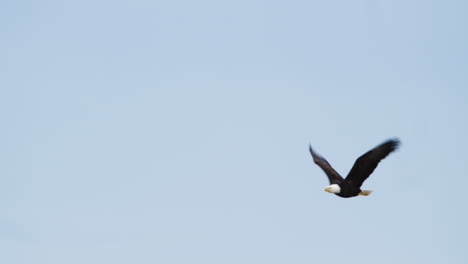 Weißkopfseeadler-Fliegt-Hoch-Gegen-Den-Klaren-Himmel-In-Der-Nähe-Von-Waterton,-Alberta,-Kanada---Low-Angle-Shot