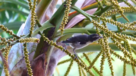A-bananaquit-eating-from-the-flowers-of-a-date-palm