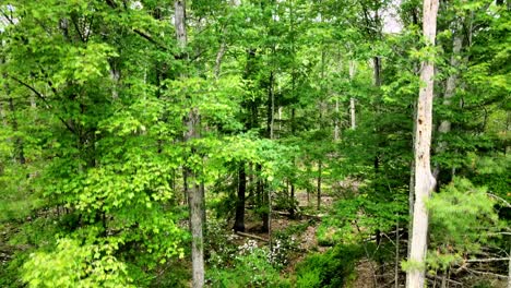 Erhebt-Sich-Im-Sommer-über-Die-Bäume-In-Den-Catskill-Mountains
