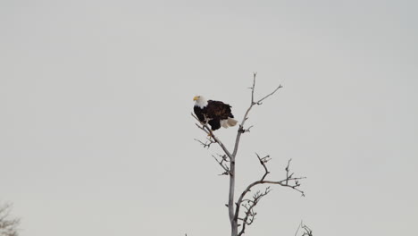 Bald-Eagle-Perching-On-The-Twigs-Against-Clear-Sky-In-Waterton,-Alberta,-Canada---low-angle-shot
